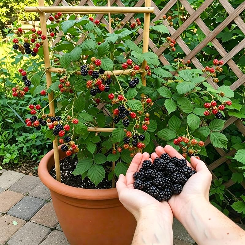 20Pcs Mulberry Seeds for Planting-Non-GMO Heirloom Fruit Seeds Garden Outdoor-Grow Your Own Mulberry Trees