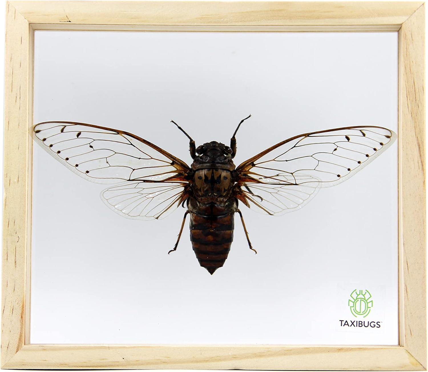 Real Exotic Cicada Transparent Wings - Taxidermy Collection Framed in a 3D Clear Transparent Wooden Box as Pictured (Wooden Frame)