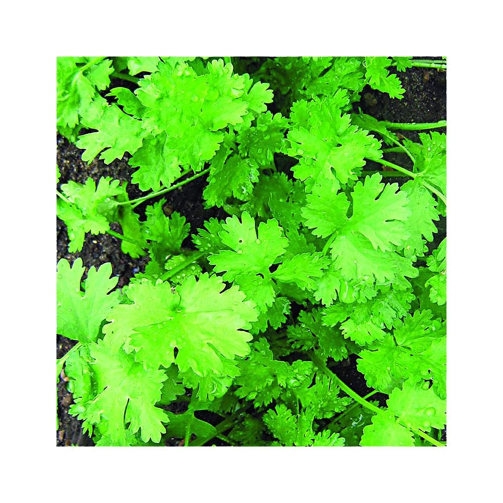 Park SeedCalypso Cilantro Seeds, Fragrant Well-Branched Kitchen Herb, Pack of 100 Seeds