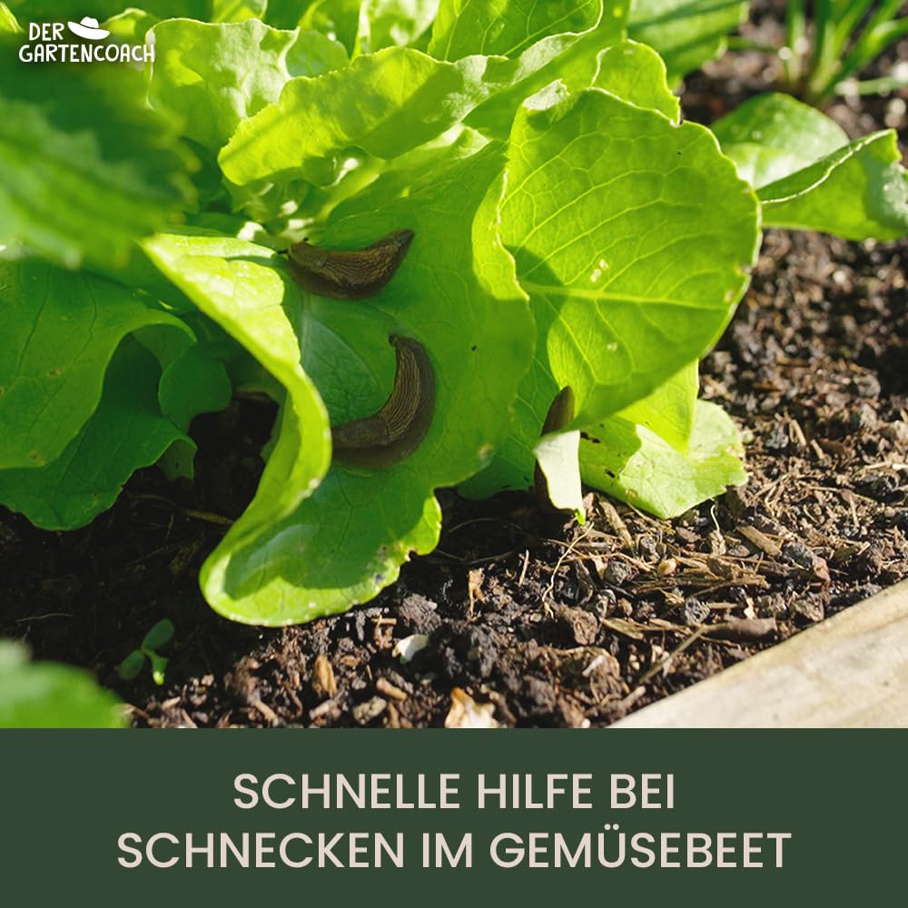 Schneckenkorn NATUR | Hochwirksames & Natürliches Mittel gegen Schnecken | Regenfest & Haustierfreundlich | Ideal für Gemüse- und Kräuterbeete, Ziergärten & Hochbeete (1000 Gramm)