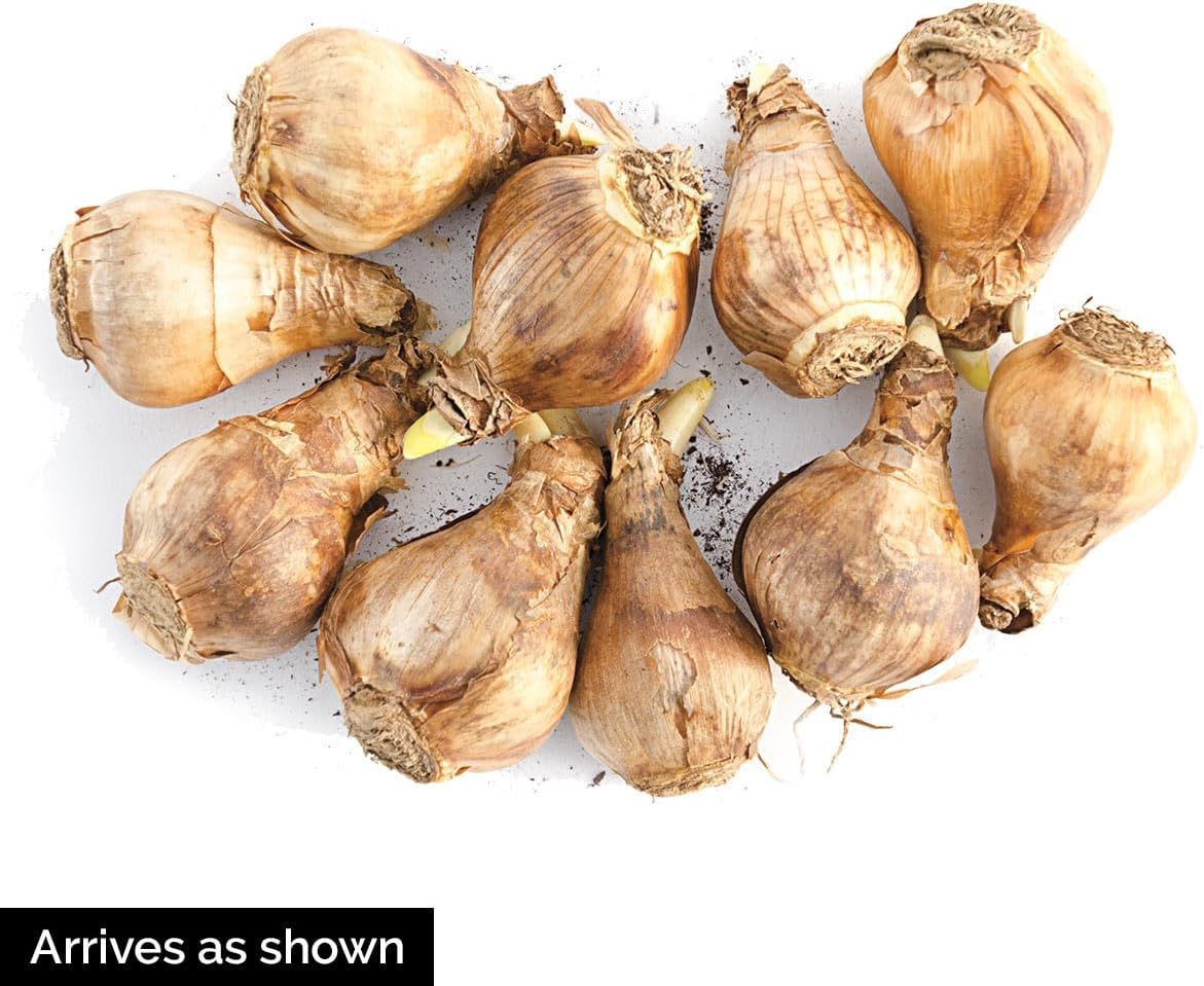 BRECK'S - Summer Cheer Light Yellow Flowering Daffodil Dormant Bare Root Summer Flowering Bulbs, 10 Bulbs per Offer