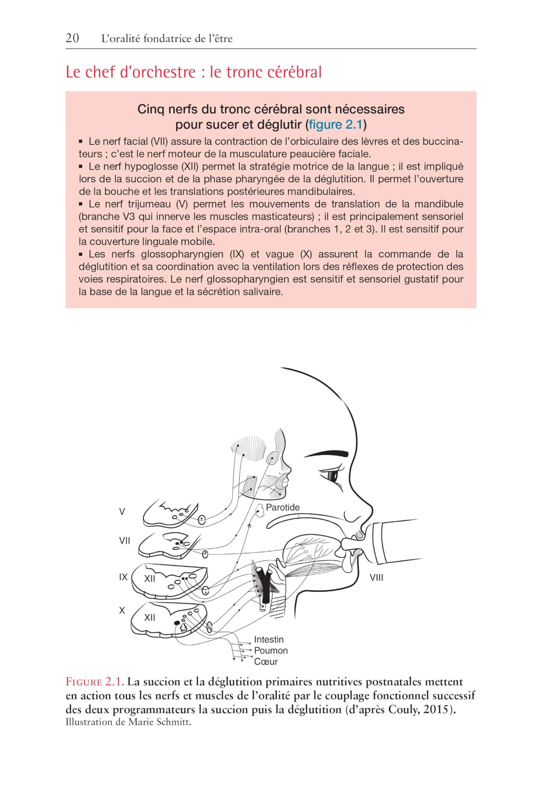 Orthophonie et oralité: La sphère orofaciale de l'enfant