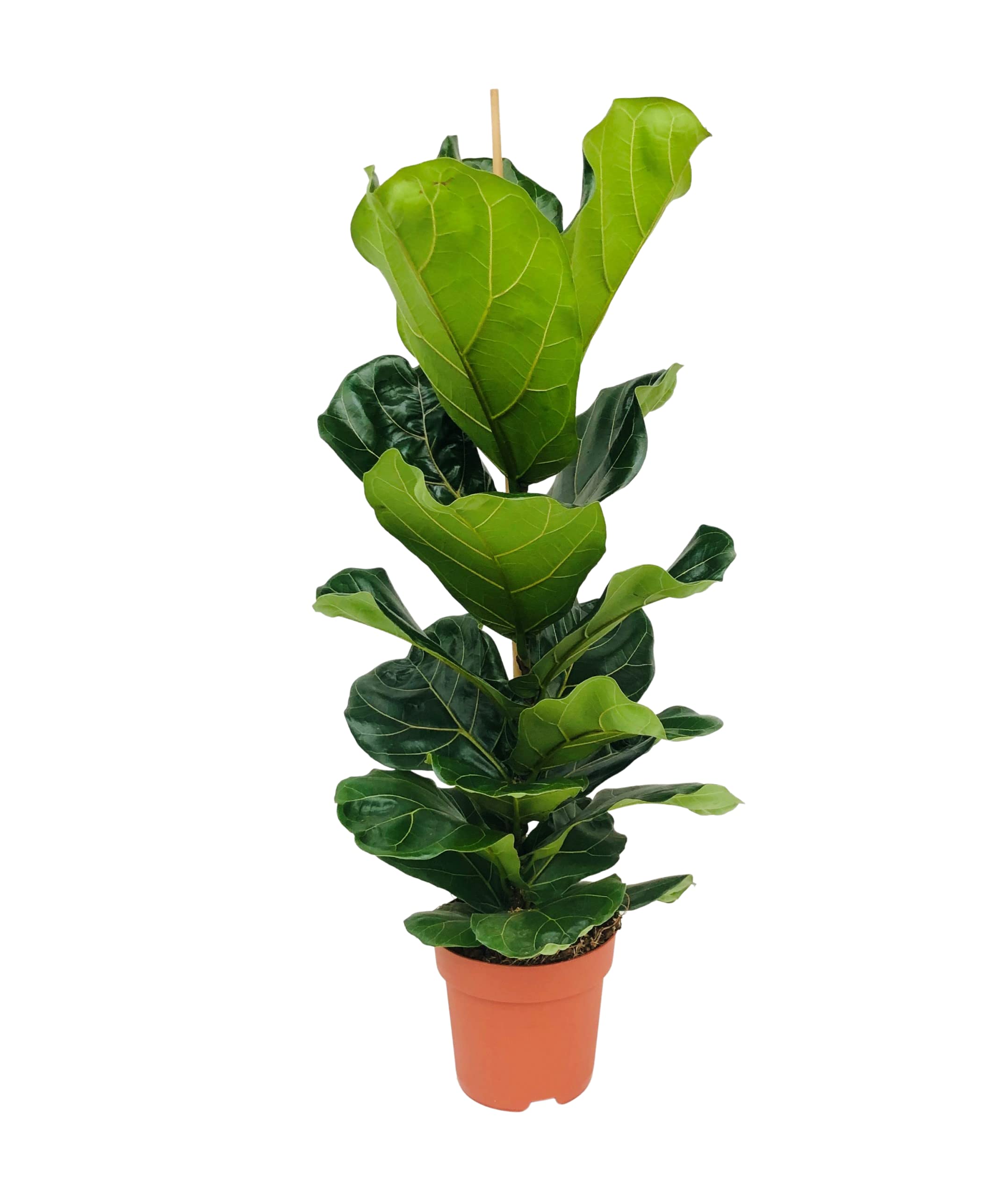 Figuier lyre d'intérieur Bloomique pour végétaliser un salon lumineux