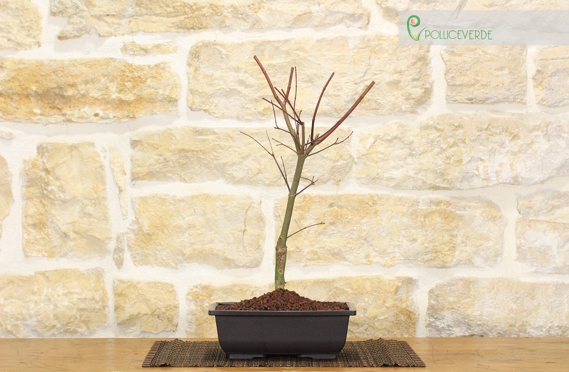 Beni Maiko palm maple pre bonsai : Amazon.nl: Garden