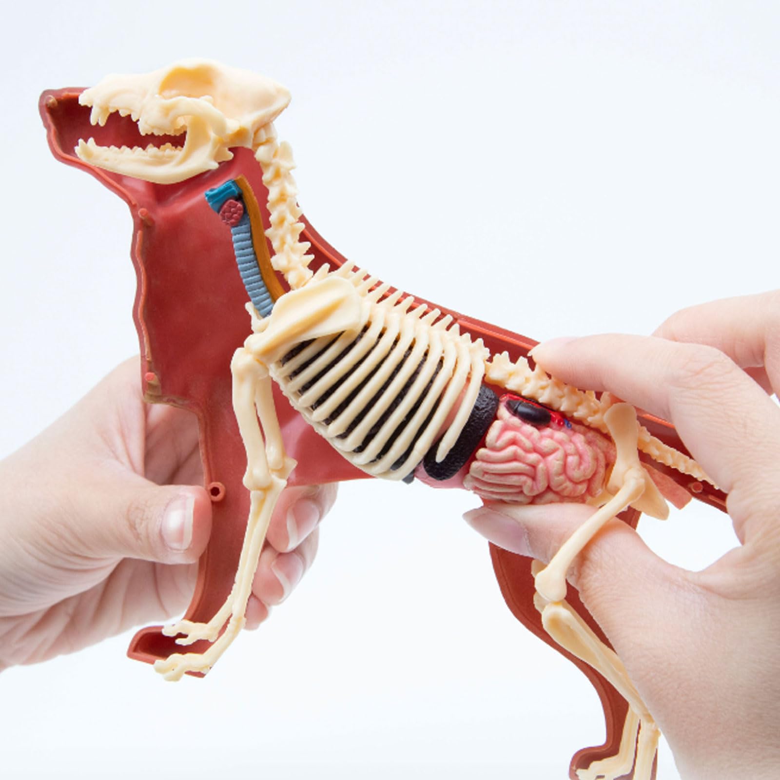 Modello di scheletro di organi animali 4D, modello di scheletro staccabile, materiale scientifico, modello di anatomia di organi animali, modello di scheletro 4D, modello di anatomia di organi animali