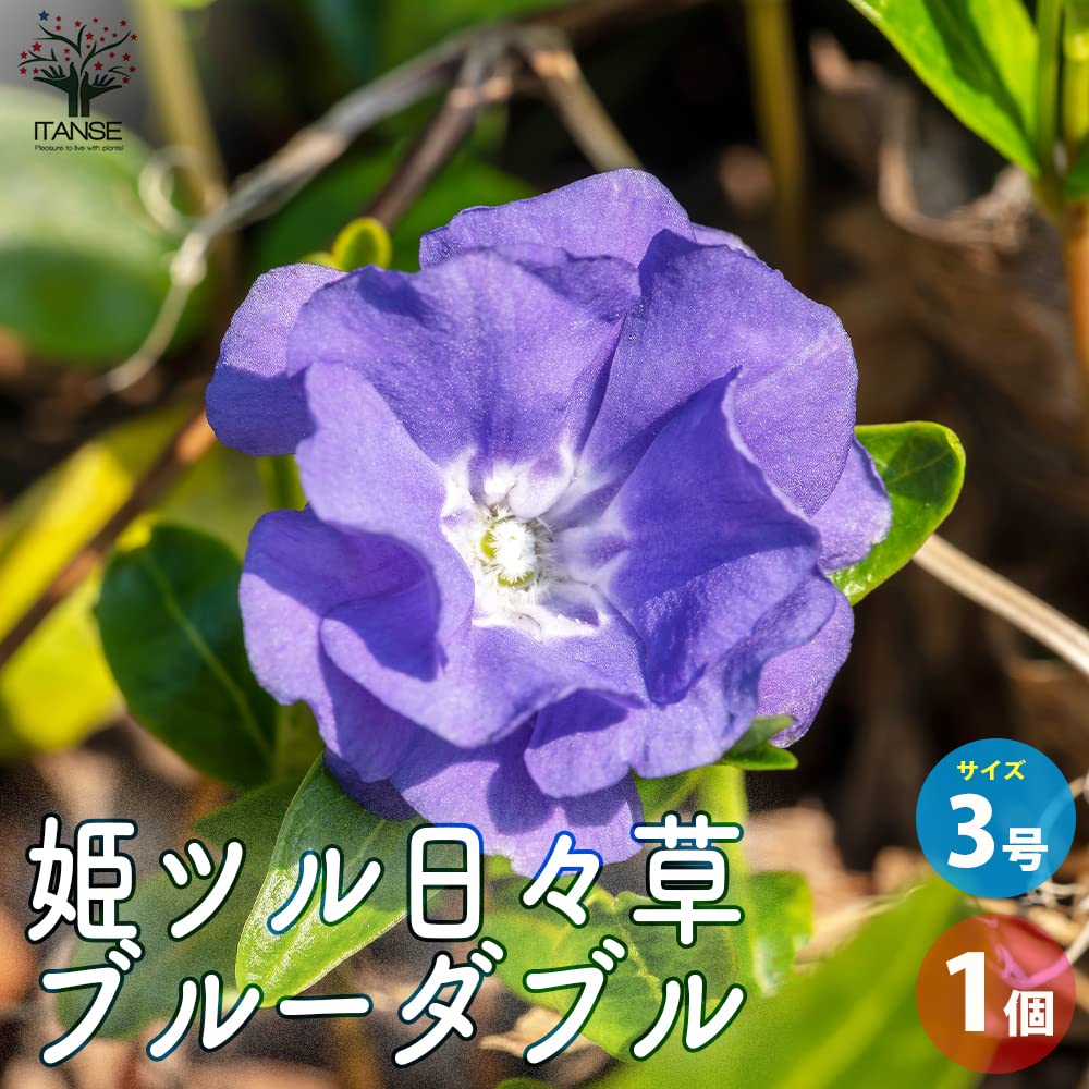 Amazon.co.jp: ITANSE 姫ツル日々草(ヒメツルニチニチソウ