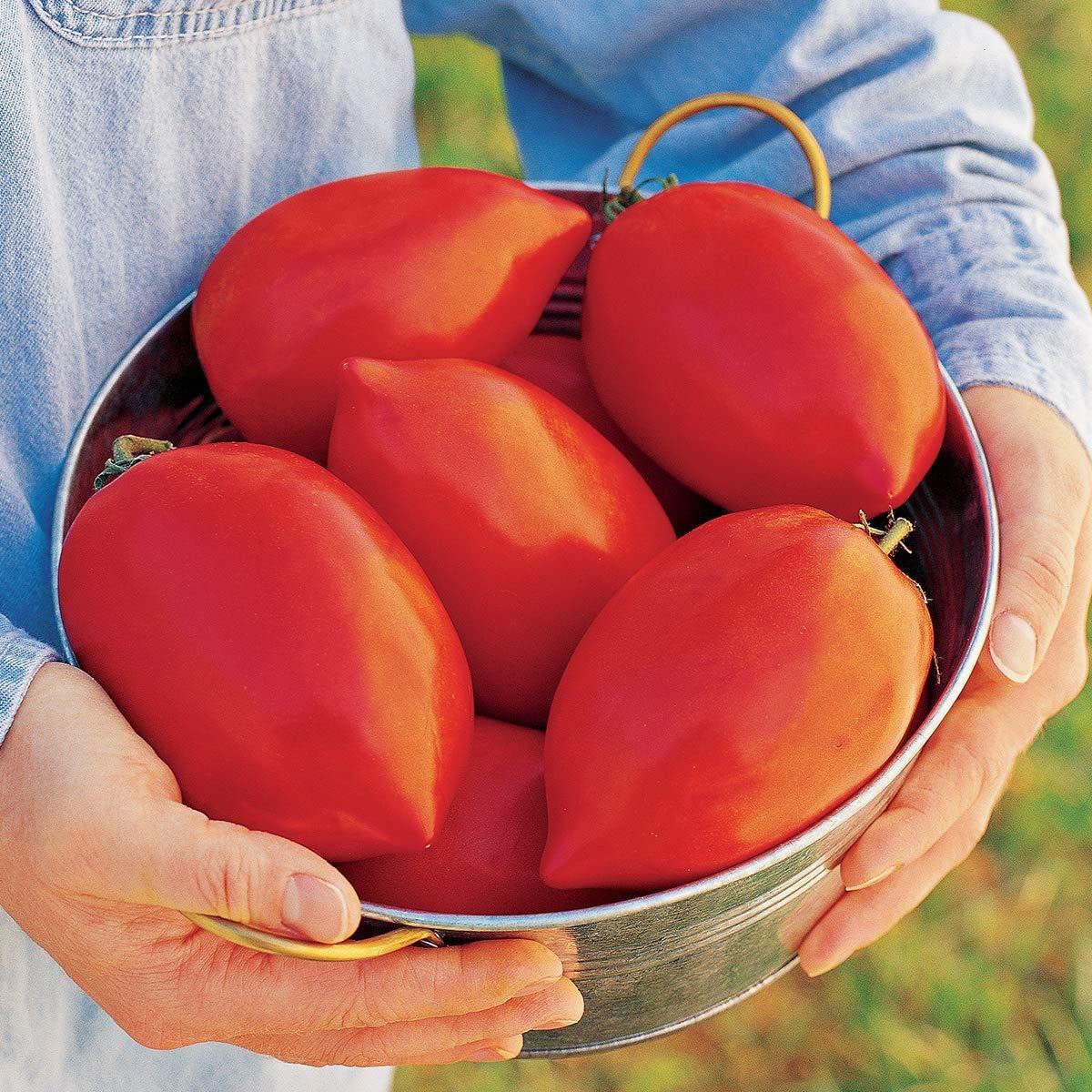 The Entacloo_India 'Big Mama' Hybrid Large Red Paste Tomato Seeds_Z1169(100per packet)