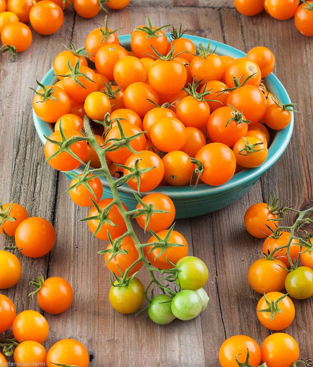 Golden Hills Farm Cherry Sun Gold TomatoHigh Quality Seeds, Best Cherry Tomatoes Variety 100 seeds