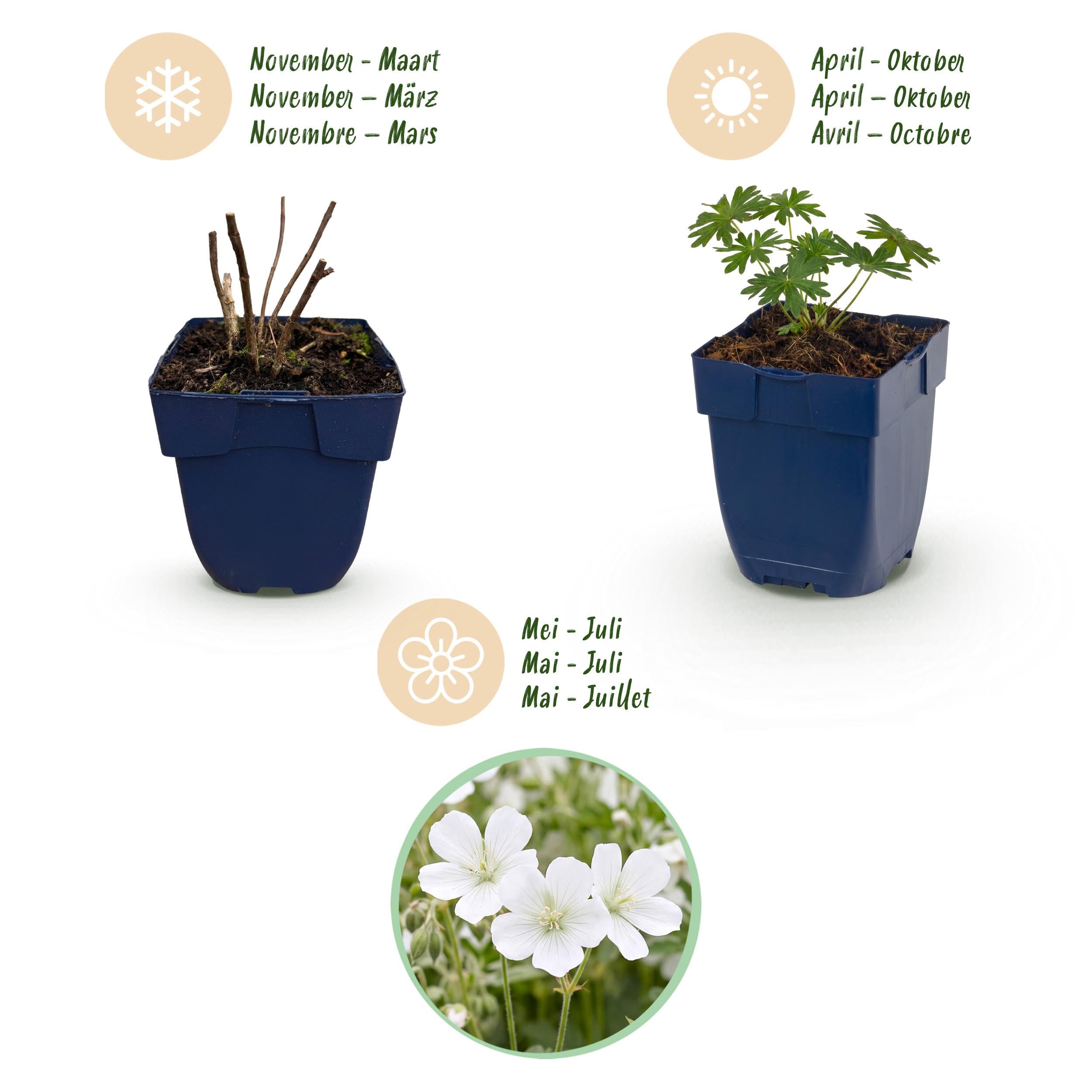 Géranium sang. Album - Bec-de-cigogne - Couvre-sol - Blanc - 24 plants - 15-25cm - Ø11cm - Plante de jardin