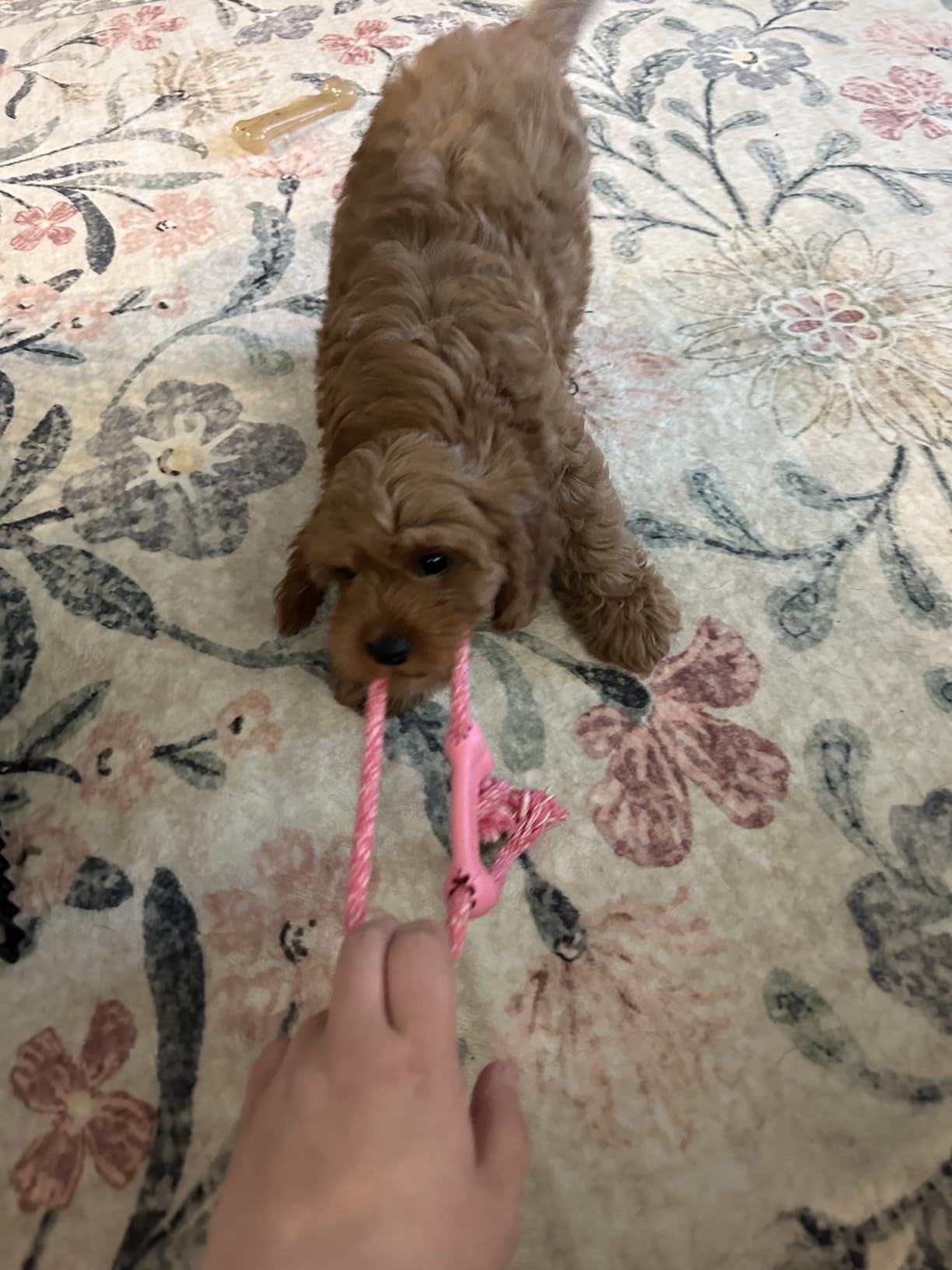 KONG Puppy Goodie Bone with Rope - Natural Rubber Bone with Cotton Rope - Teeth Cleaning Chew Toy for Growing Puppies - for XS Puppies - Blue