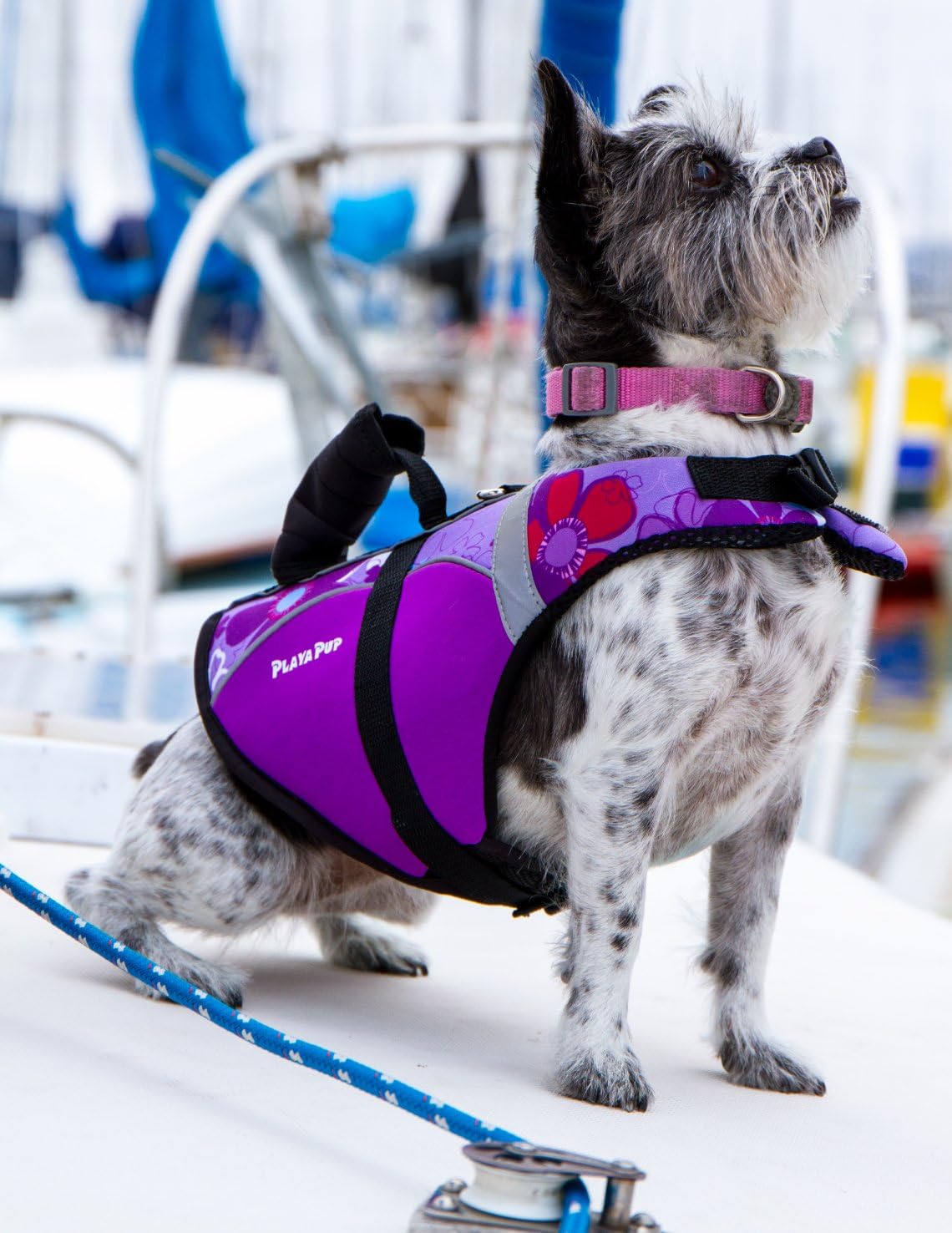 dog floatation harness
