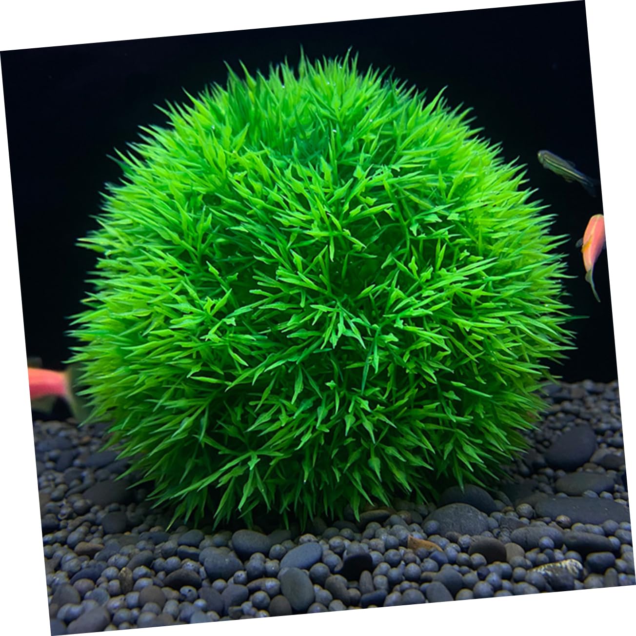 Ciieeo 4 Juegos De Plantas Artificiales para Acuario Decoración De Peceras Plantas Acuáticas Simuladas para Estanque (2 Unidades)