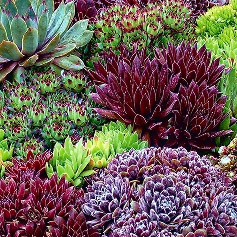 3 Hens and Chicks Succulent Plants Live Outdoor Indoor 2 Inch Pot, Hens & Chicks Plant Live Houseplant, 3 Different Plants