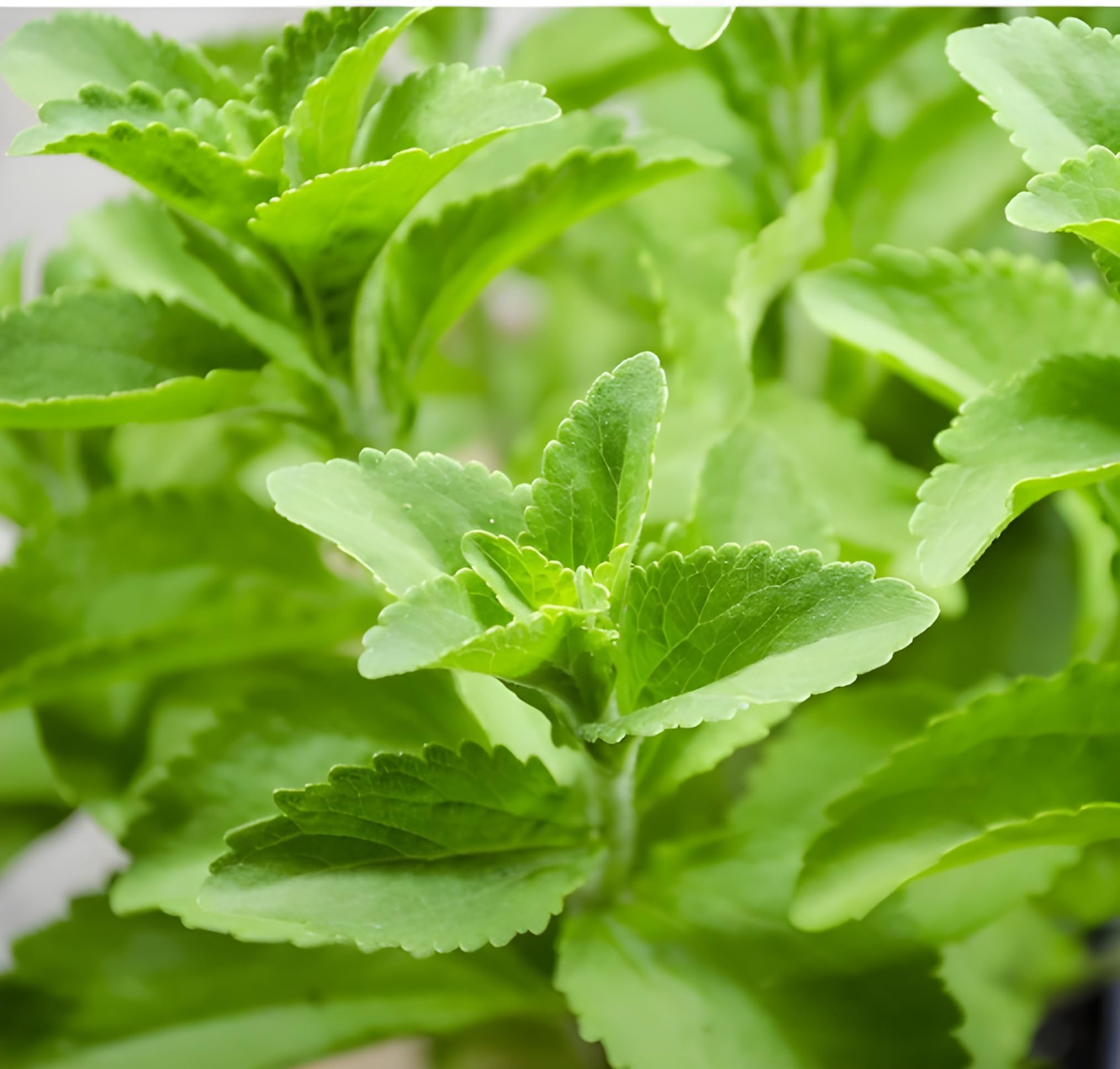 Green view suger plant | misti tulsi plant best for health- 1 Healthy live plant (B0CK4SKBPW) Amazon Price History, Amazon Price Tracker