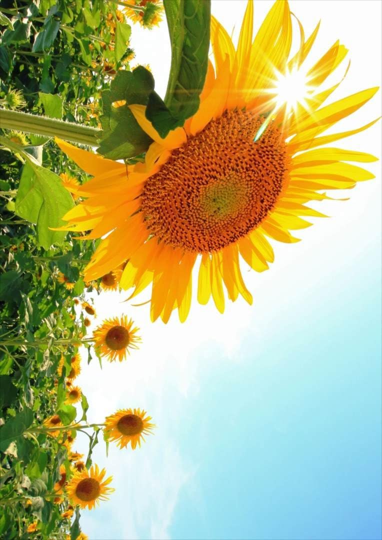 Igsticker ポスター ウォールステッカー シール式ステッカー 飾り 515 728 B2 写真 フォト 壁 インテリア おしゃれ 剥がせる Wall Sticker Poster 花 ひまわり