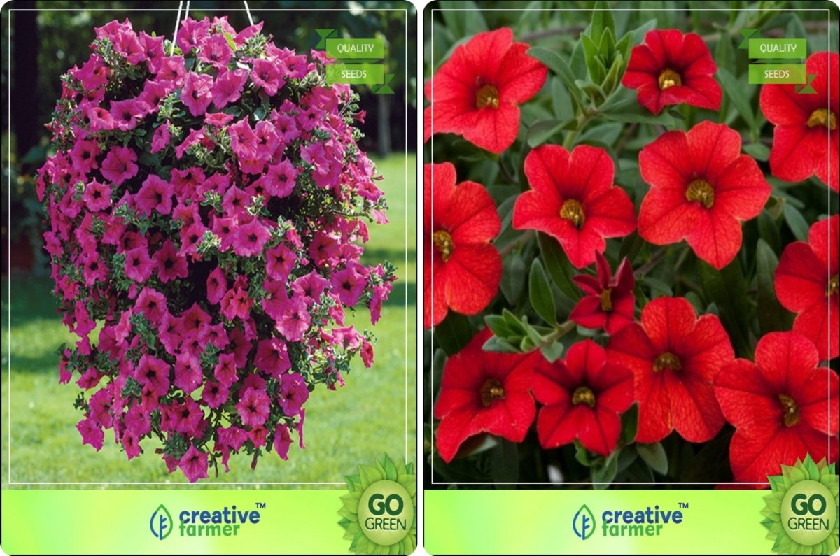 Creative Farmer Flower Seeds : Plant Seeds For All Season Combo Petunia-Rose, Petunia-Scarlet Flower Seeds Pack (B076M9WMMH) Amazon Price History, Amazon Price Tracker