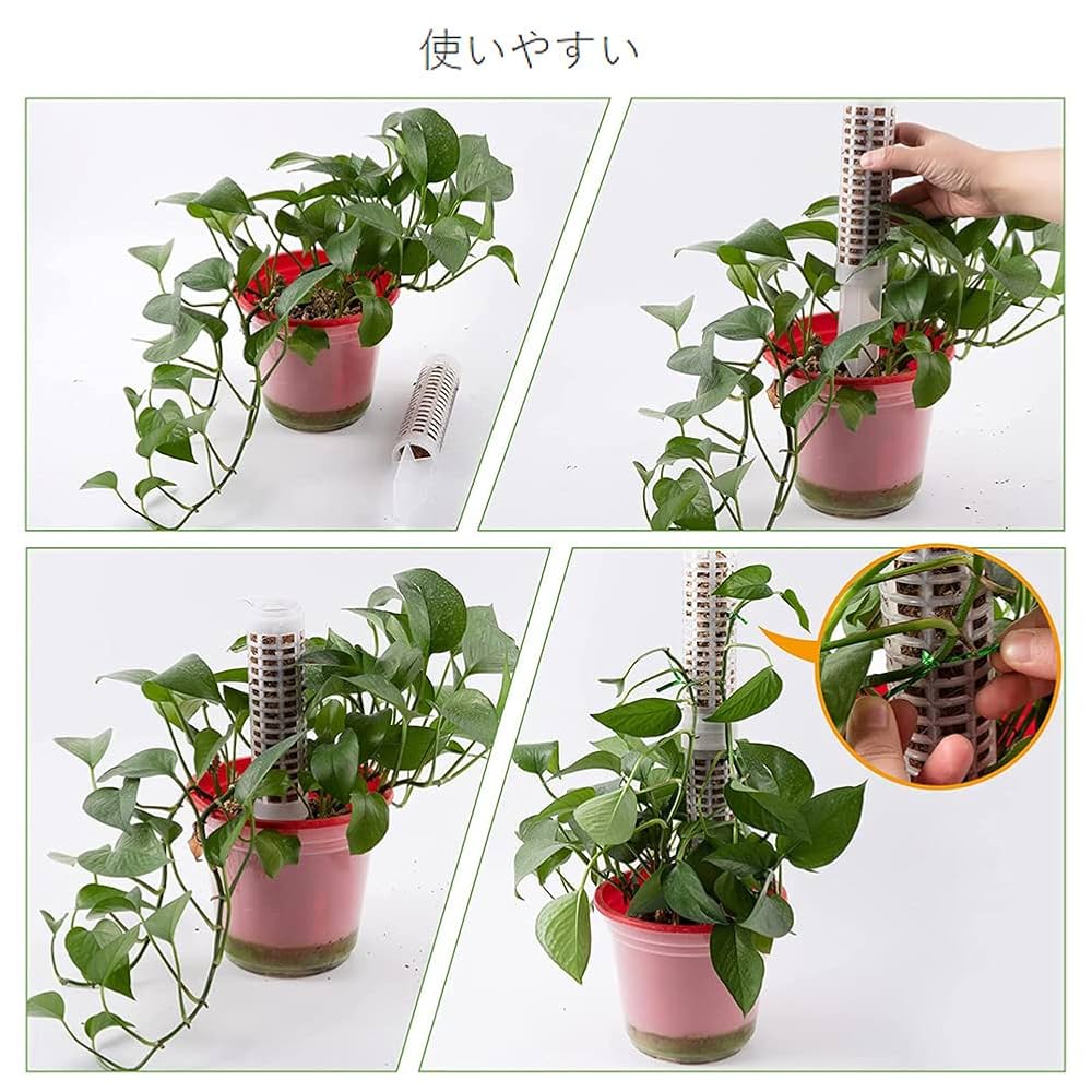 Amazon | モンステラ 支柱 園芸 支柱 ガーデニング 支柱 棚