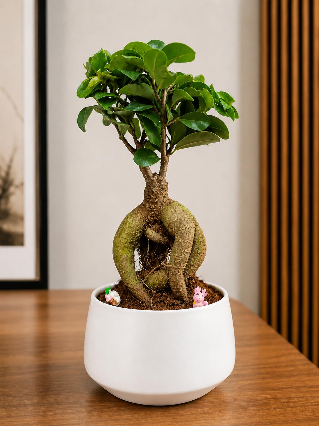 Ficus Ginseng Bonsai Plant | Twisted Trunk, Indoor Plant, Decorative Figurines, Table Top Decor, Low Maintenance-image-15