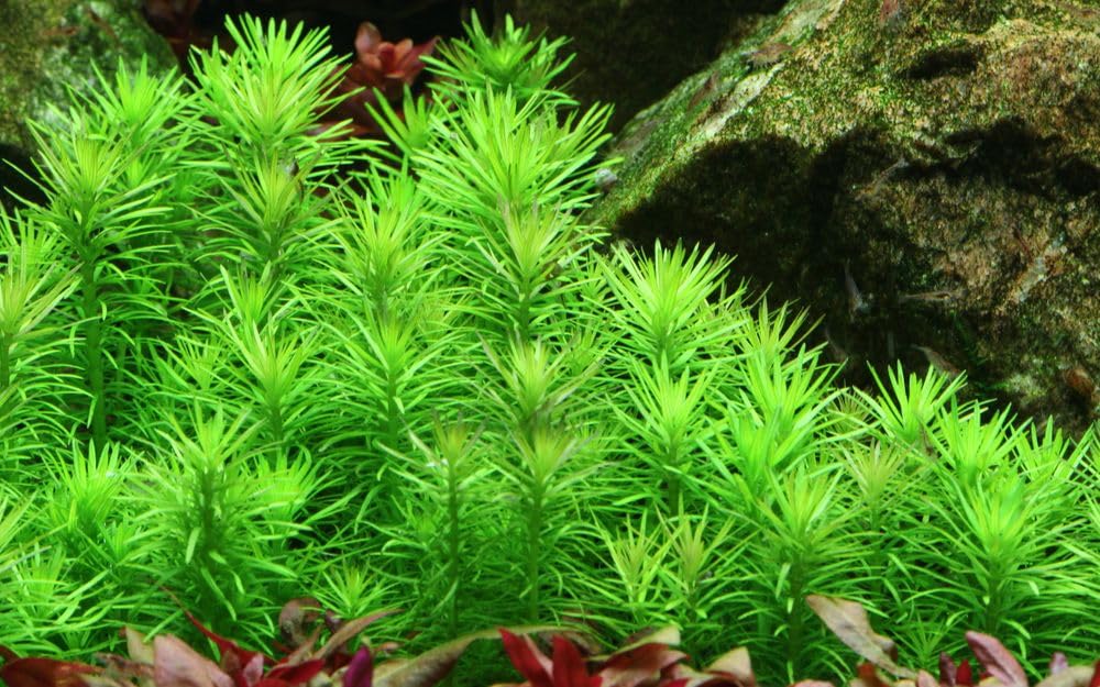 AquaOne Aquarium Pflanze Pogostemon deccanensis I Wasserpflanze Aquariumpflanze Stängelpflanze voll durchwurzelt mittel pflegeleicht Aquascaping Dekoration