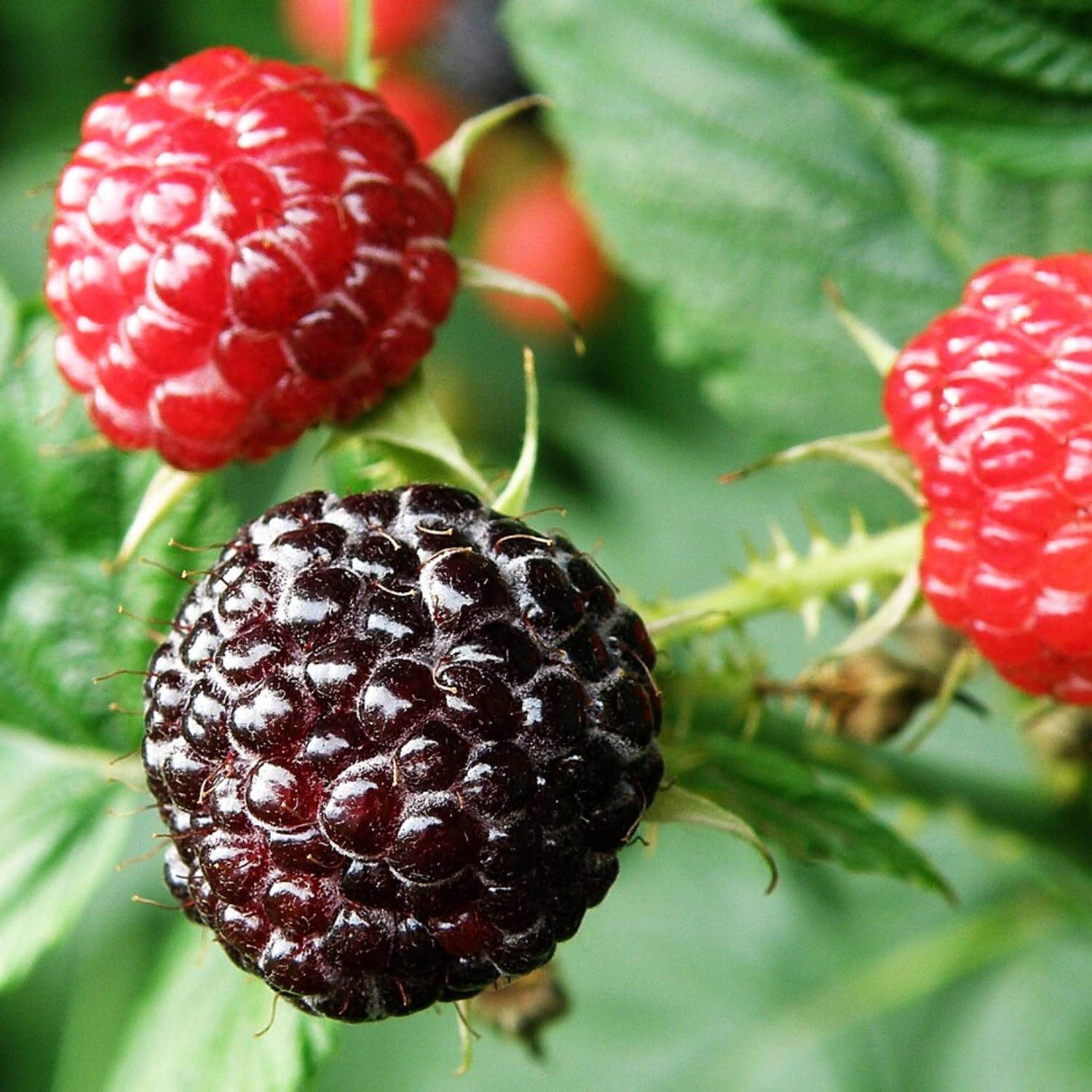 Raspberry Plant Live 6 to 12 Inch Tall, Sweet Raspberry Bush Live Plant Well Rooted Zone 3 to 8 (Black Raspberry)