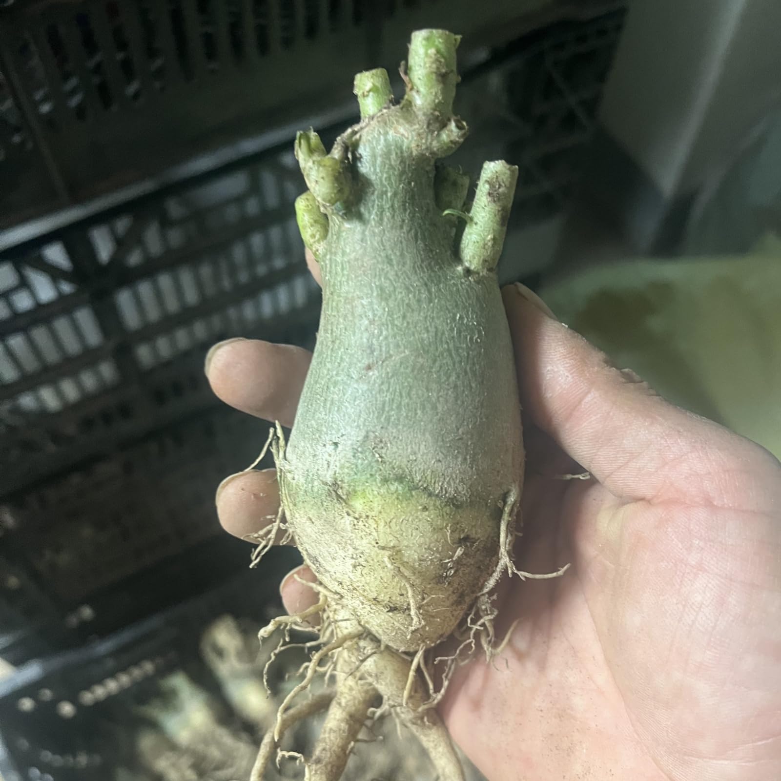 Rosa del deserto bonsai/Rosa del deserto-Perenni/Resistenti/Profumati/Facili da Curare-C-4 Rhizome