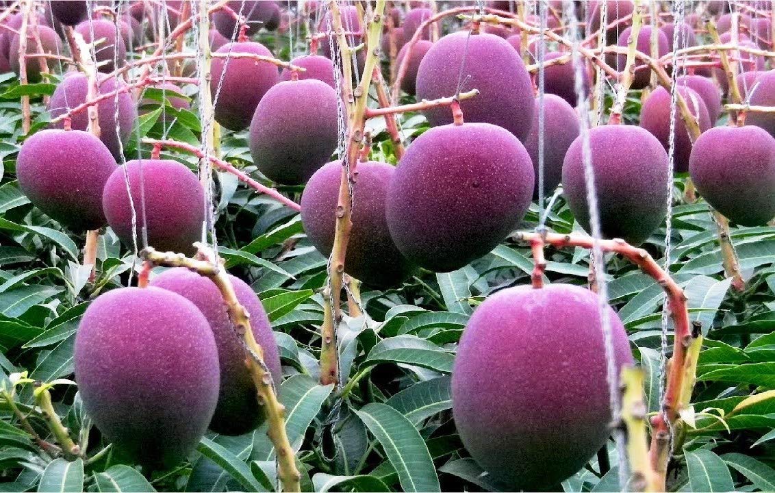 Bahan Traders Rare All Time Grafted Mango Live Plant Healthy & Fresh Most Expensive Variety Gives Fruit Round the Year Size 1.5 to 2 feet (B09NF2XMPH) Amazon Price History, Amazon Price Tracker