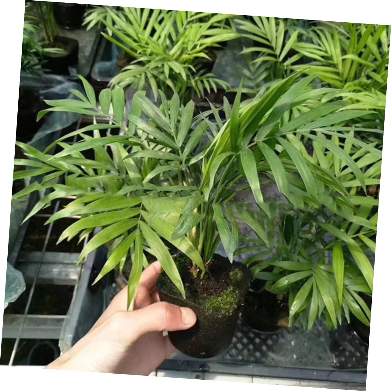 Sosoport 60piezas Bloques De Cultivo De Turba para Jardín Sustrato Profesional para Plántulas Hidratante y Transpirable para Trasplante