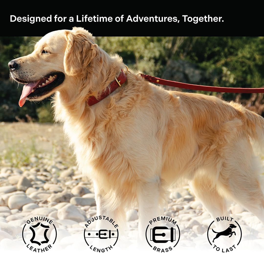 Classic Genuine Leather Dog Collar | Dog Collars for Medium Dogs, Small Dogs, Large Dogs & Extra Large Dog | Wide Dog Collar | Heavy Duty Collar | Red (S: 0.8" Wide for 10.5"-13.5" Neck)
