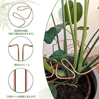 Amazon | 【Charming Club】園芸支柱 モンステラ 支柱 観葉植物