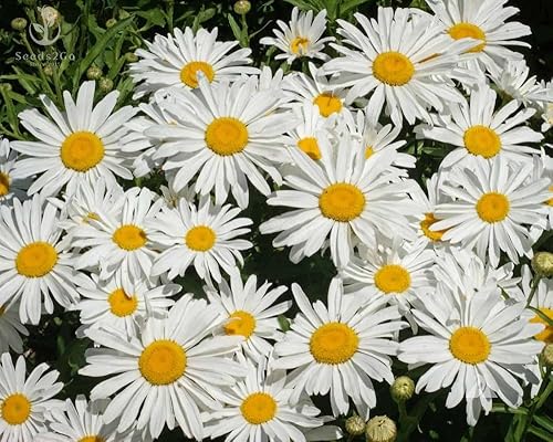 Shasta Daisy - Semillas de flores de princesa plateada, paquete de 5000 semillas Seeds2Go disponible en Yaxa Costa Rica