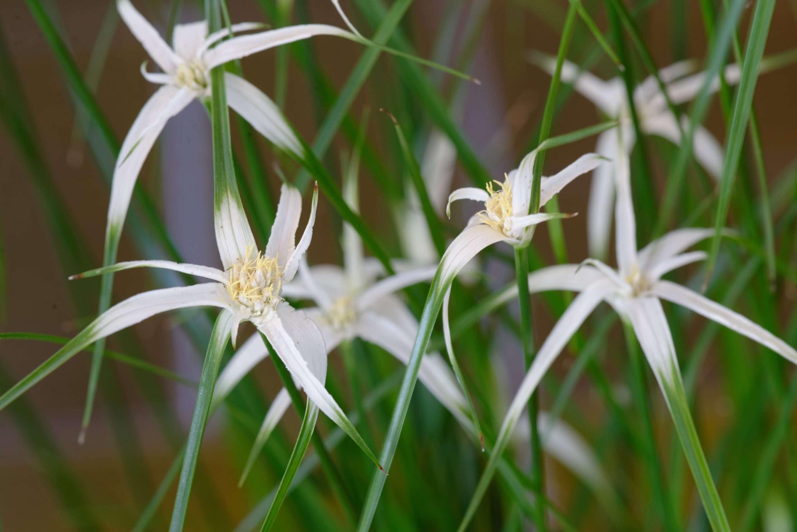 Lincolnshire Pond Plants Ltd - Dichromena colorata (Star Grass) - Marginal Pond Plants - MBP032-1 / 1Ltr