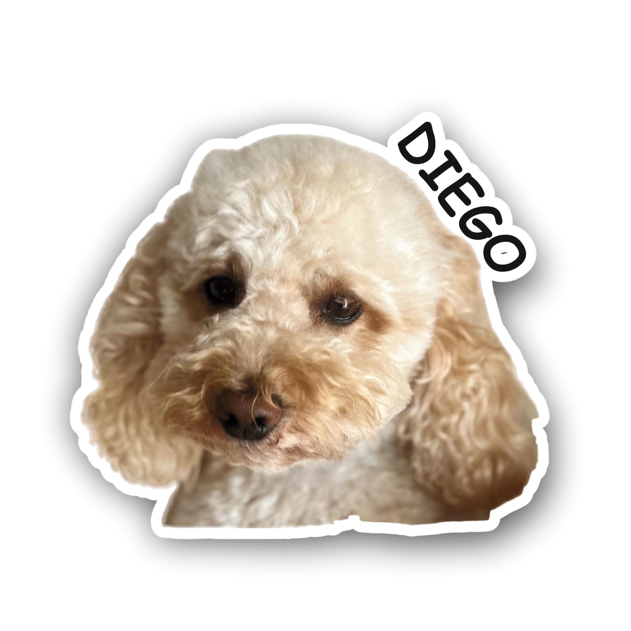 Kit Adesivi Personalizzati Con Foto Del Tuo Cane O Gatto - Nome Incluso - Foto 6