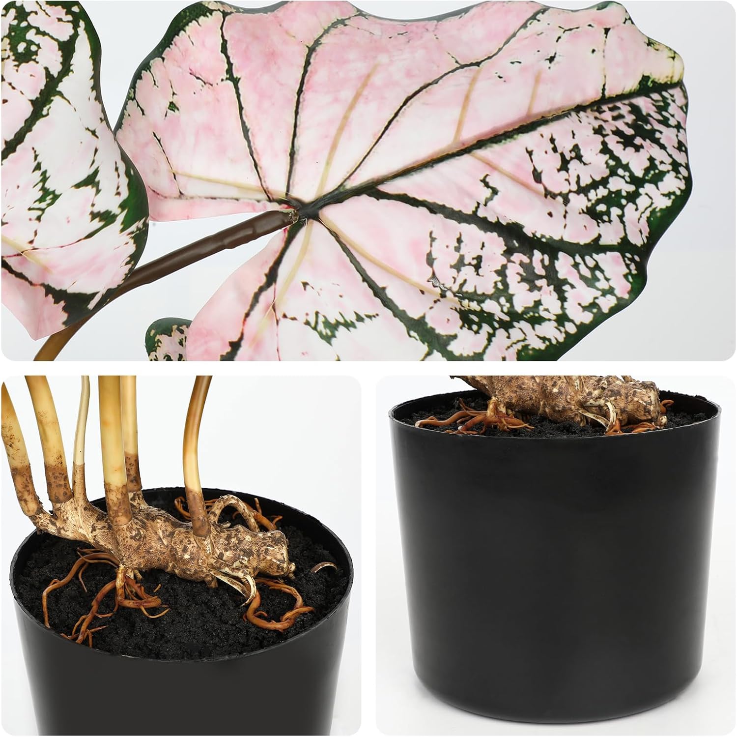Briful 22'' Tall Fake Plants Artificial Caladium Plants in Black Pot Realistic Potted Faux Plant Indoor for Home Decor Wedding Farmhouse Centerpiece, Wide Pink-Black Leaf