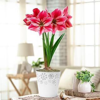 BRECK'S - Gervase Pink Flowering Amaryllis Bulb Gift Kit - One Dormant Bulb Pre-Planted in a Metallic Decorative Planter