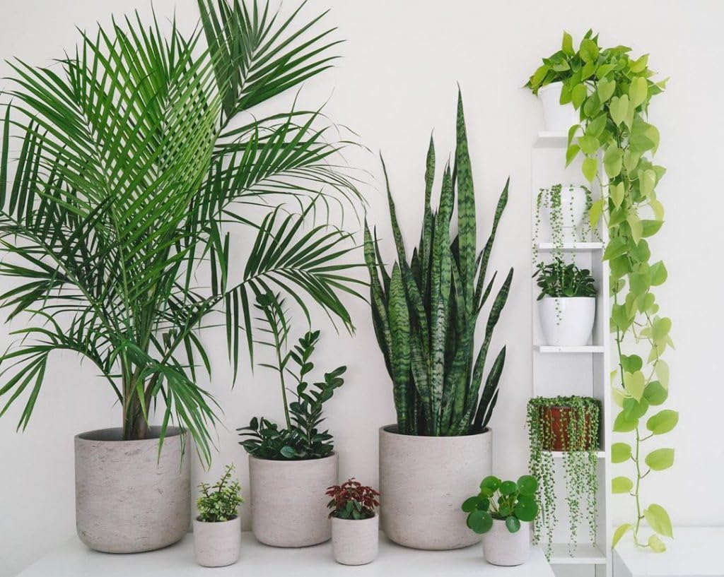 Ziemia do domowych zielonych, jukk, palm, inne 20L