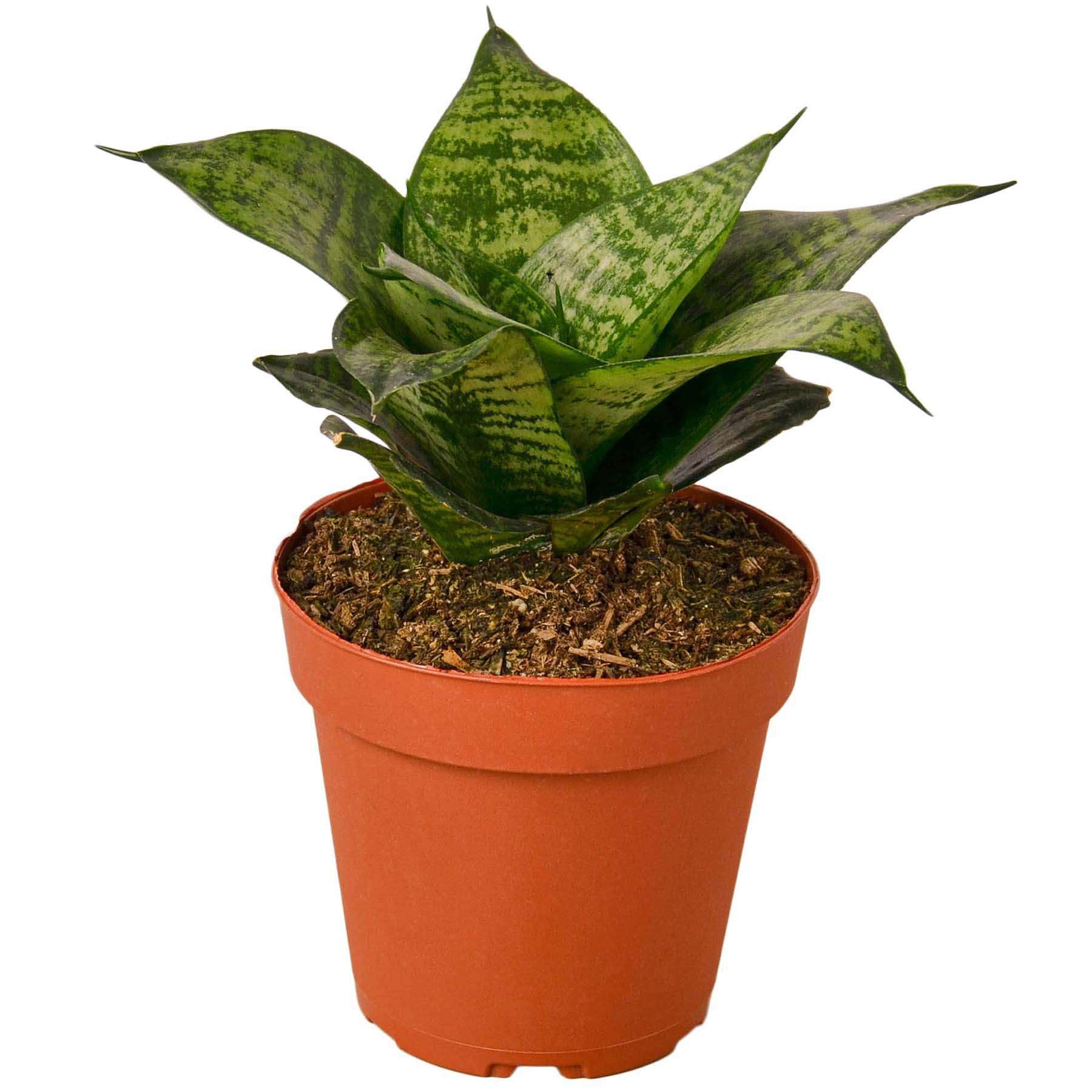 Thirsty Leaves Black Robusta