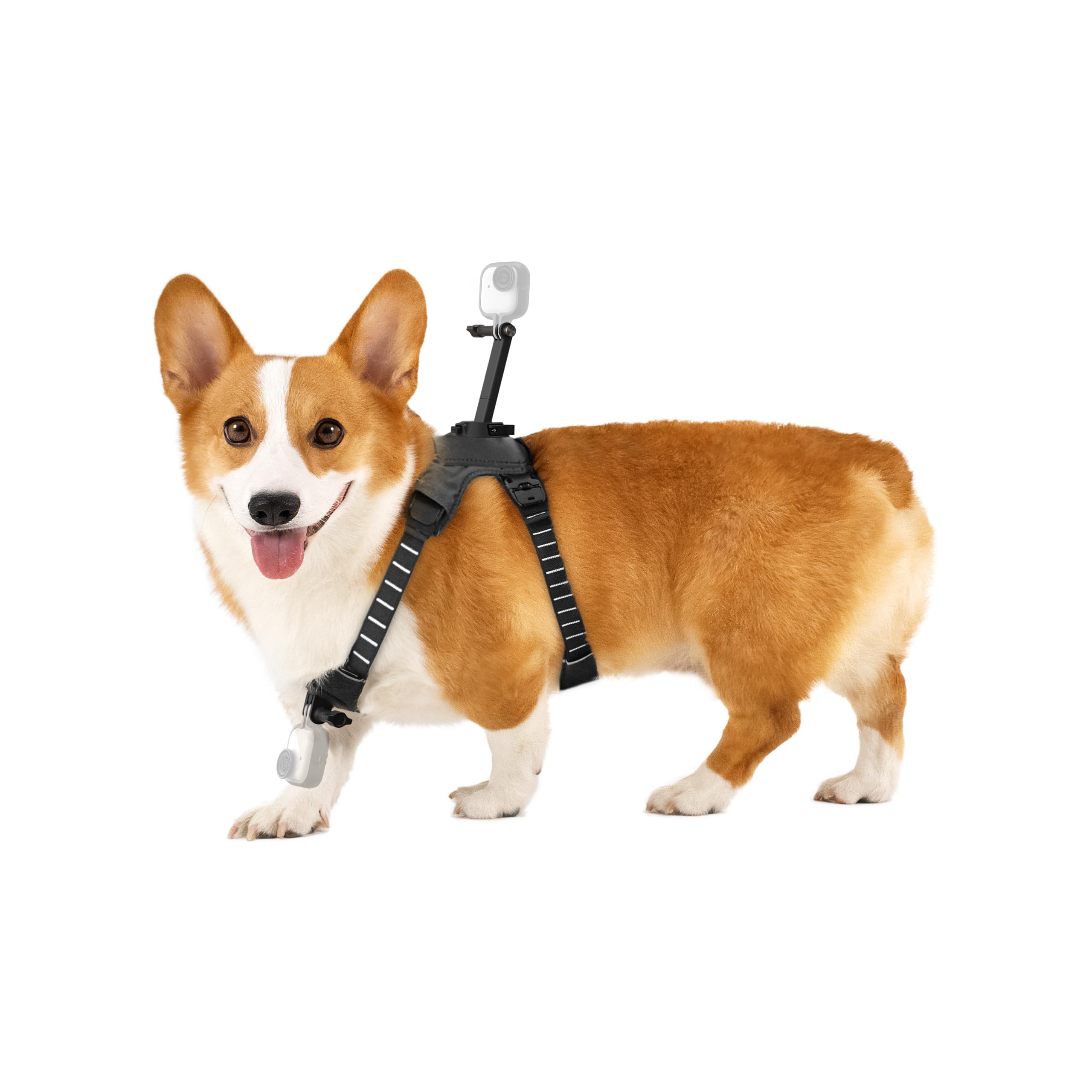 Insta360 GO 3/GO 3S - Soporte de arnés para mascotas, talla M (GO Ultra)