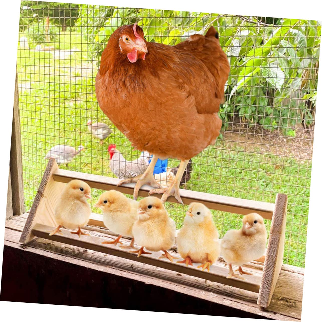 TOYANDONA 2 Pezzi Posatoio per Uccelli in Legno Naturale per Galline Pappagalli Trespolo Stabile Accessorio per Pollame Uccelli Domestici Facile da Usare