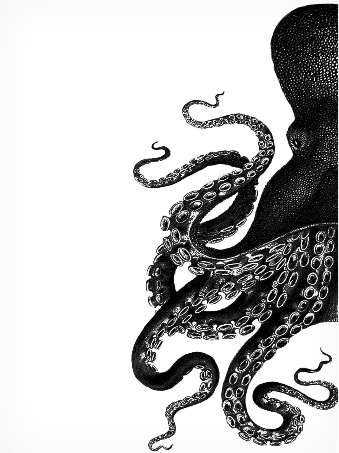Wrapped Canvas Wall Art - Fab Funky 'Octopus Black and White A' Wall Art for Living Room, Bedroom, or Office Décor - 18x24