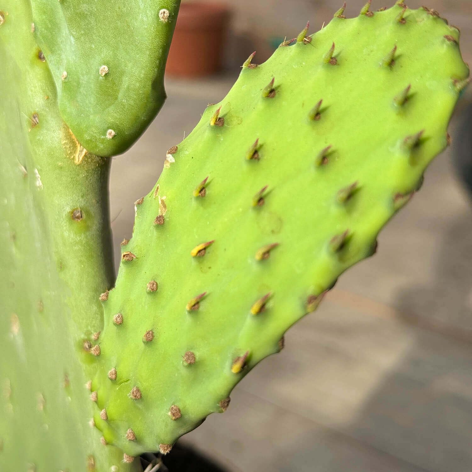 Bloomify® Feigenkaktus Pflanze "Kalle" | 40-70 cm hohe Kaktusfeige | pflegeleichter Nopal Kaktus für Kübel oder als Zimmerpflanze | süße Früchte & schöne Blüten