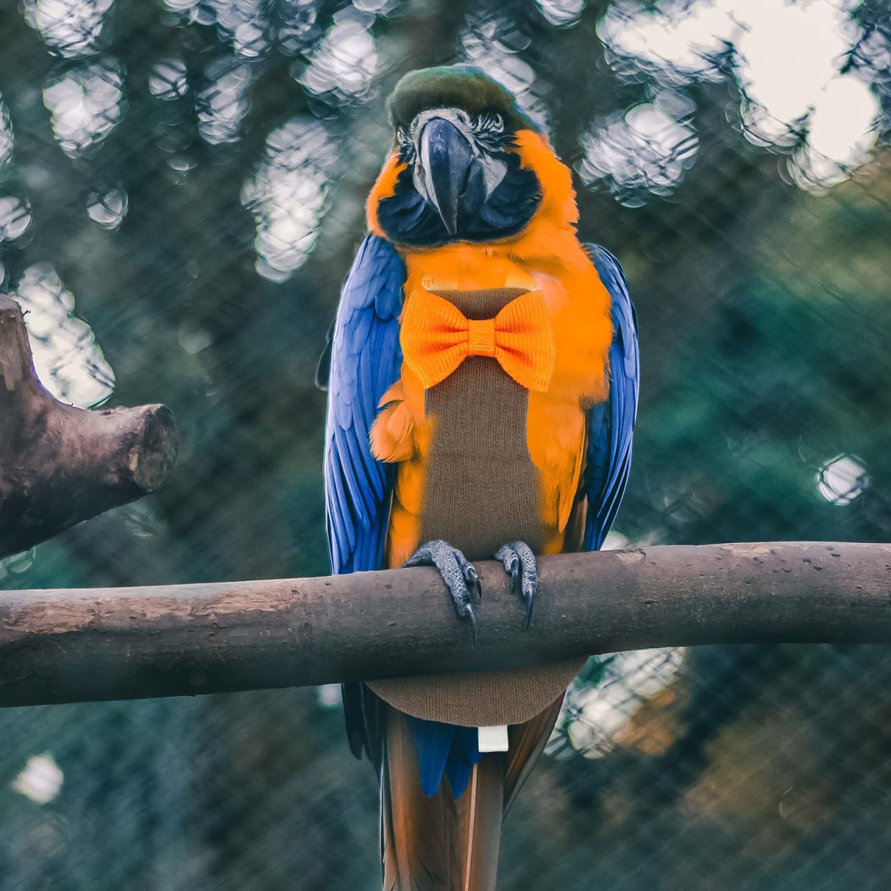 Pannolino Per Uccelli Riutilizzabile E Leggero Vestito Per Pappagallo E Calopsite Pannolino Protettivo Per Uccelli Da Abbigliamento Per Pappagalli E Inseparabili Design Elegante E Facile
