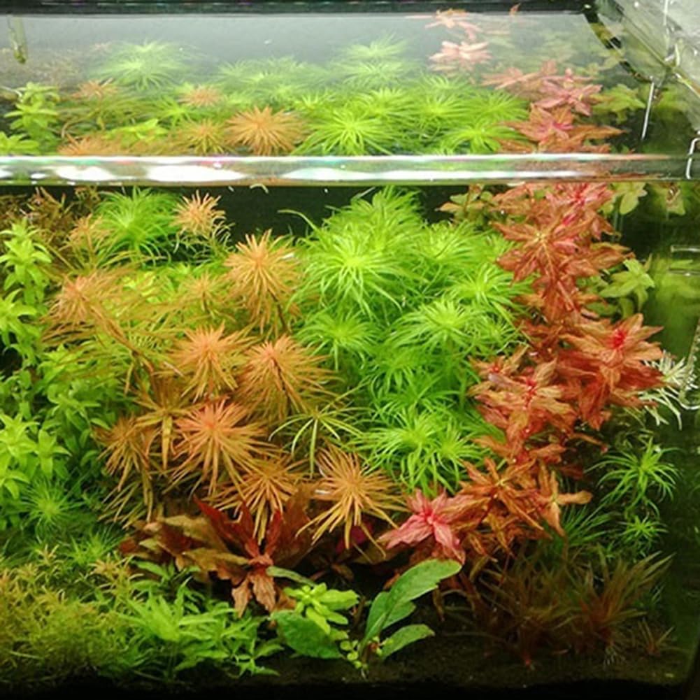 PERZOE 300/500 piezas de semillas de plantas de agua raras, decoracion de tallo de hierba de musgo subacuático para acuario estilo mixto 500 piezas