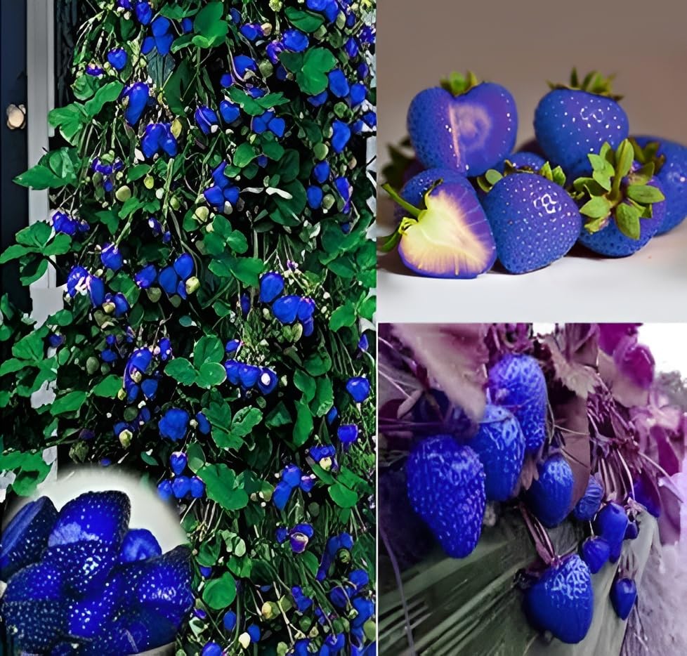 See full amazon price history chart for Oxiflora Rare Original Blue Strawberry fruit Grafted hybrid - 2 Healthy Fruting Fruit Plant in Pot for Home Garden Oxiflora Rare Original Blue Strawberry fruit Grafted hybrid - 2 Healthy Fruting Fruit Plant in Pot for Home Garden (B0CRF417TW) Amazon Price History, Amazon Price Tracker