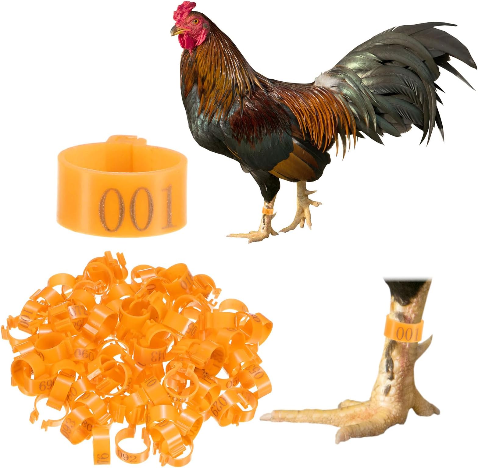 – 100-Pack Chicken Leg Bands, 16 mm Plastic Poultry Identification Chicken Leg Rings for Turkey/Duck/Goose/Chicks, Colorful Numbered Foot Clip on Tags [Orange]