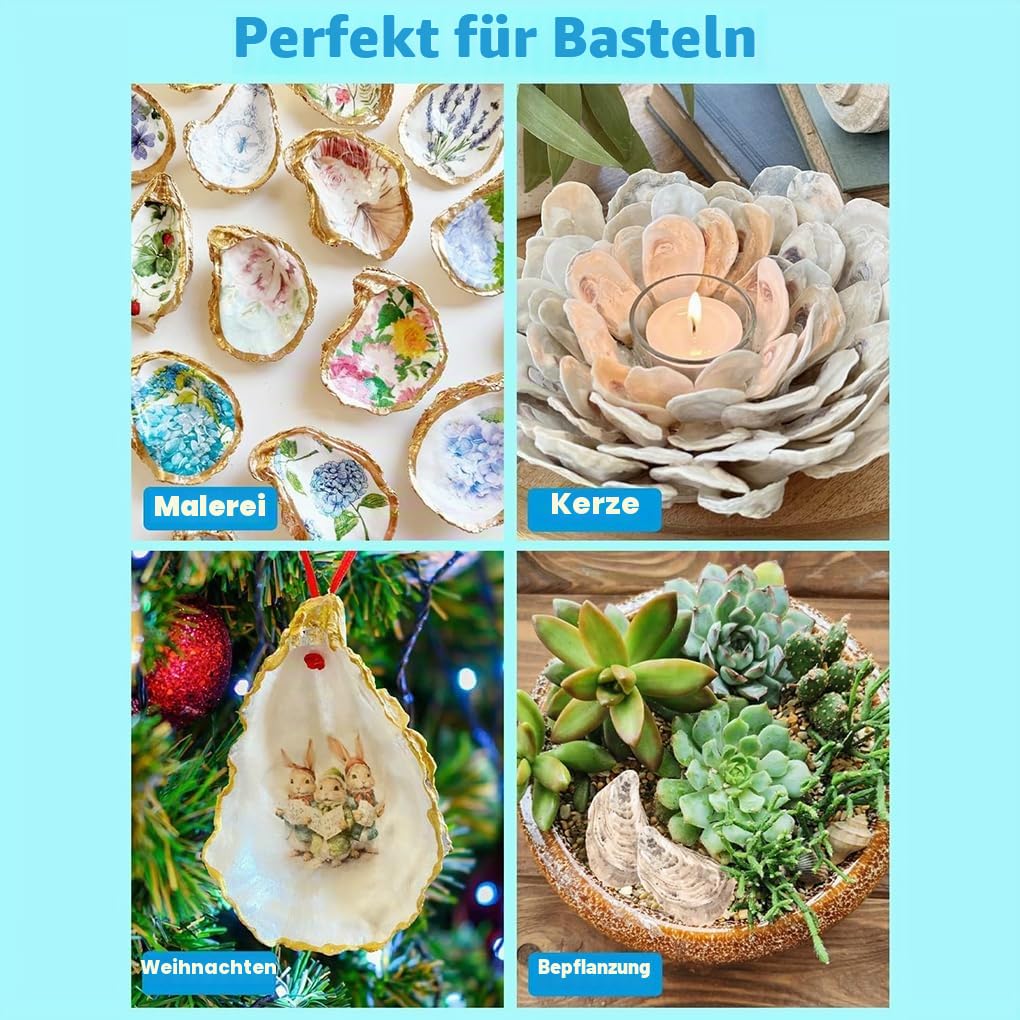 20 Packungen große Austernschalen zum Basteln liefern natürliche Wachstumsmuster mit Harter Textur für DIY Heimdekoration. 20 Stück Flache Austern
