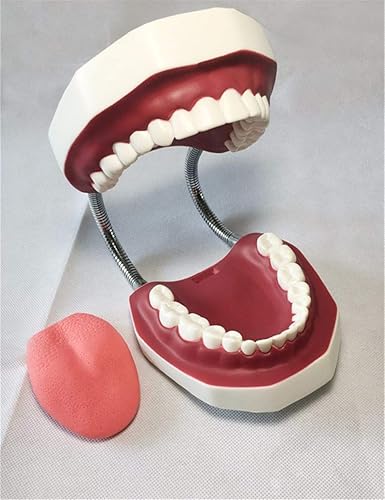 Miniatura 4 de QTMY Large Anatomical Dental Teeth Models 1:6 - Dentist Teaching Oral Hygiene Model