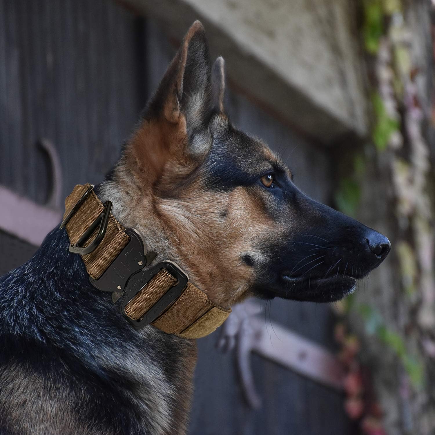 Miles Tactical Cobra Buckle Dog Collar Heavy Duty for Large Dogs K9 and Military Made in USA (Large with Handle, Coyote Brown)
