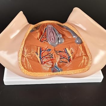 Mesane Karın Modeli - İnsan Organı Anatomik Modeli İnsan Karın Boşluğu, Mesane ve Prostat Modeli - Çalışma Öğretim Ekranı için,Kadın Rahim