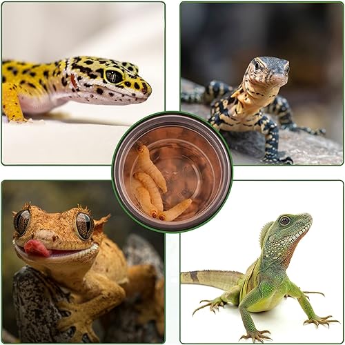 Miniatura 3 de Vasos de alimentación de agua y alimentos con cresta de Gecko de 0.5 onzas, cuencos de alimentación de reptiles, plato de comida de repuesto de
