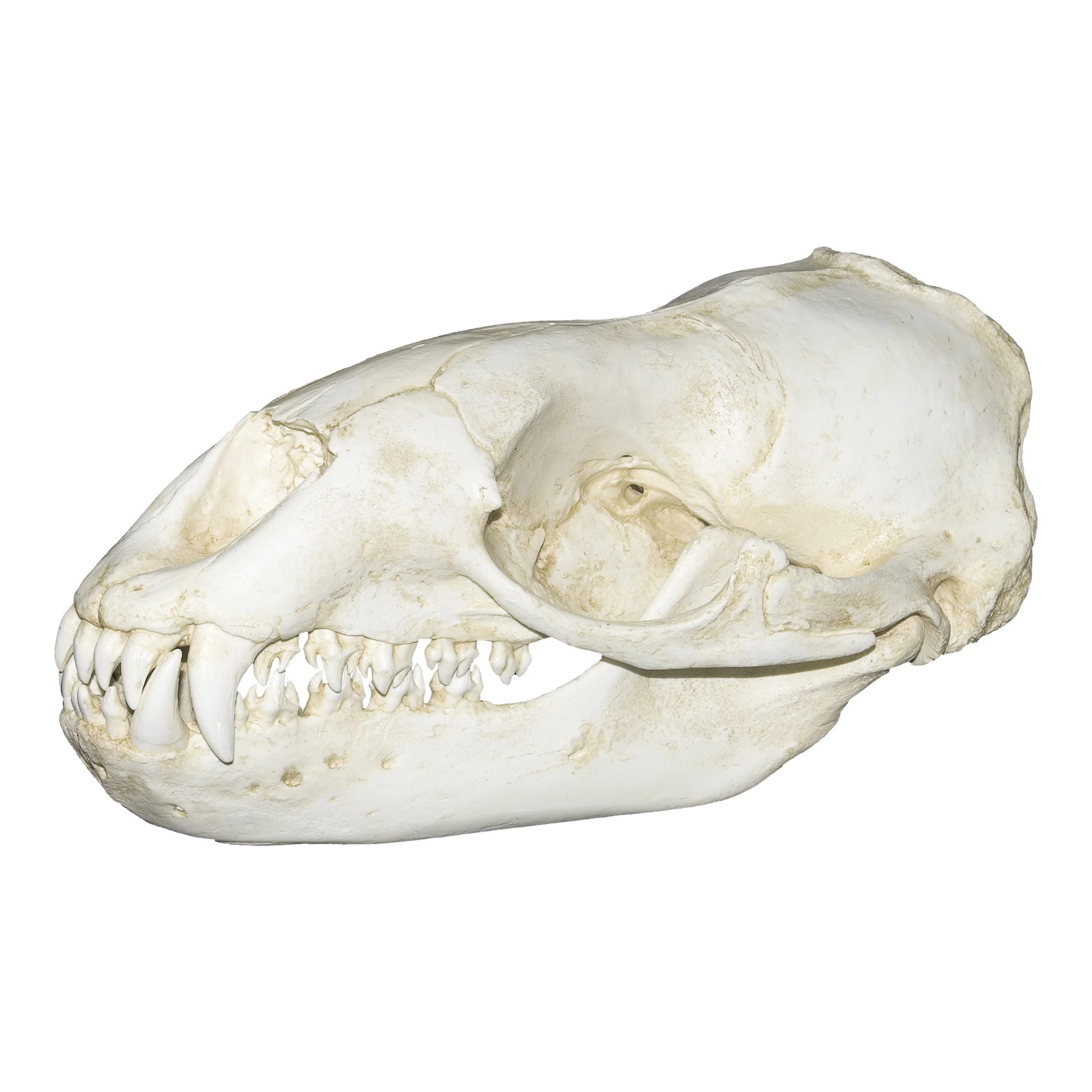 Leopard Seal Skull (Teaching Quality Replica)